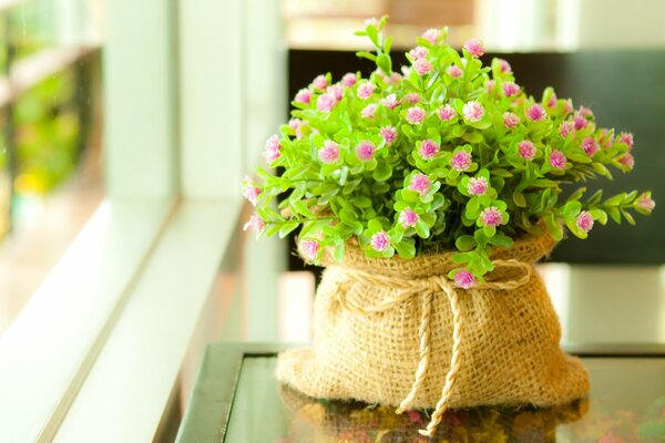 Planta de interior en una bolsa en maceta en el alféizar de la ventana