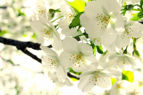 Fioritura primaverile di fiori di melo bianco