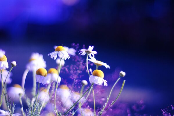 Pétales de marguerites abaissés le soir