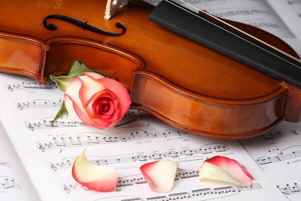 Flor de rosa con violín en el cuaderno de notas