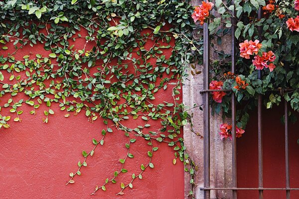 On the wall there is a plant vines flowers are red great to look at