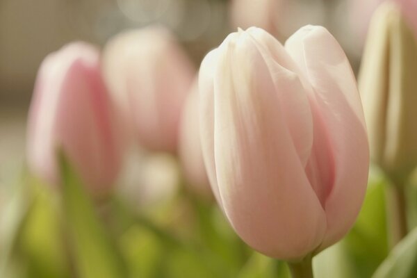 A pink tulip bud at close range