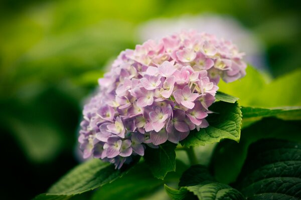 Ortensionsblüte auf grünem Hintergrund