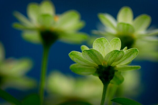 The fresh green color of the perfect focus