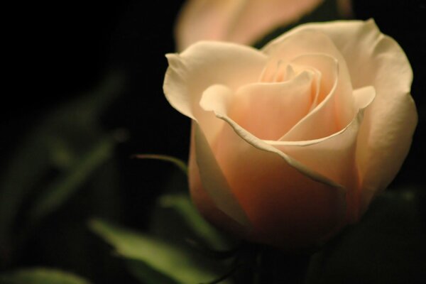 Rosa beige sobre fondo oscuro