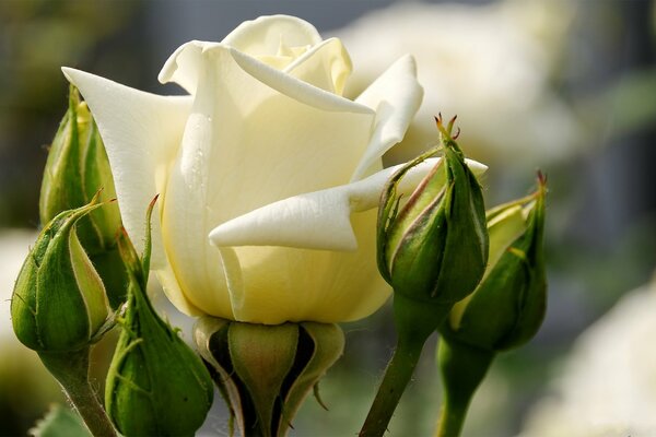 Beautiful white Rose with buds