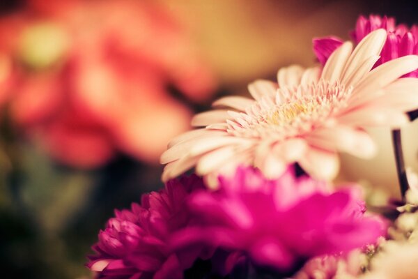 Focus sul fiore di gerbera con petali rosa