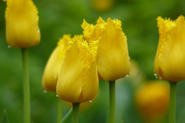 Boccioli di tulipani gialli in gocce di rugiada