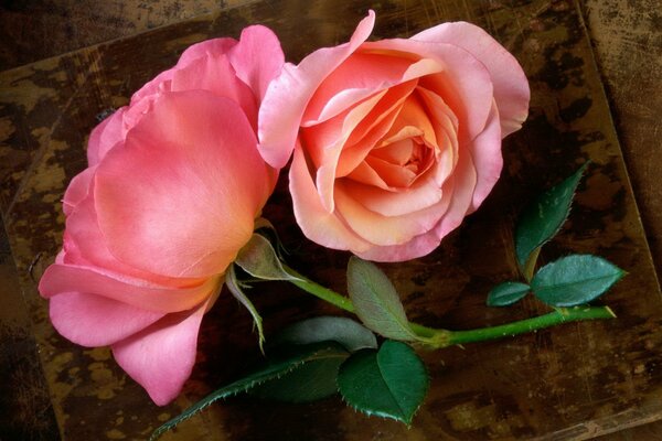 Two cut roses with a green stem