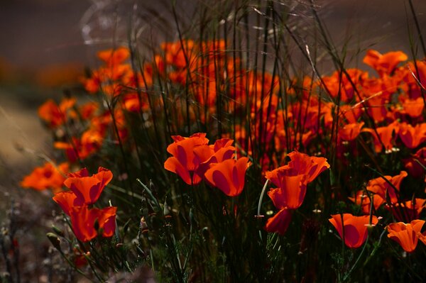 Red petals of poppies in the grass