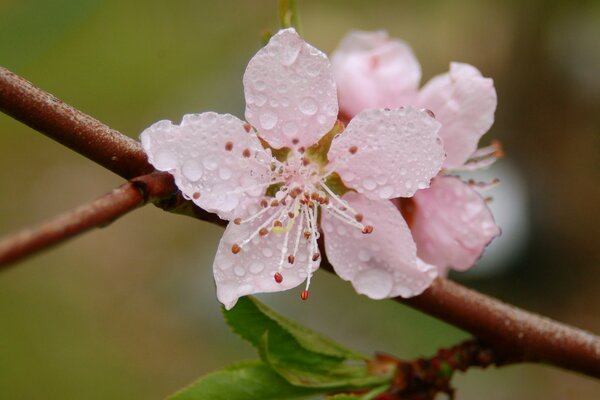 Rosa Blüten in Tropfen aus nächster Nähe