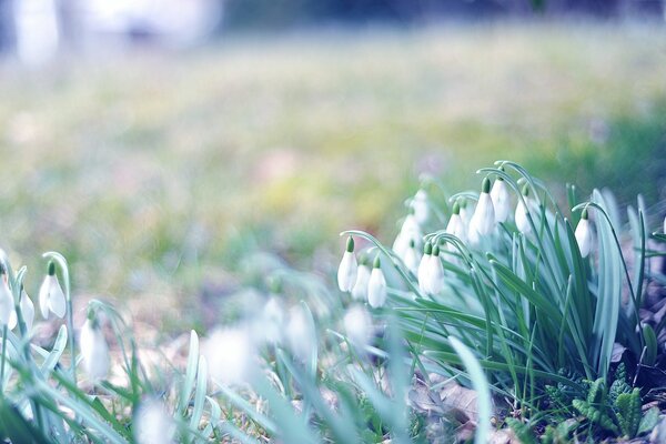 Blooming snowdrops in a forest clearing