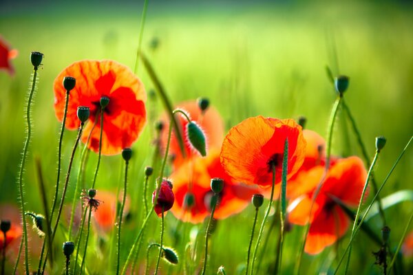 Champ lumineux avec des coquelicots délicats