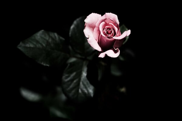 Różowa róża na czarnym tle