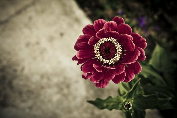 Scarlet cinnia on the background of asphalt