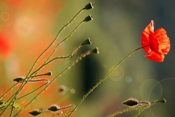 Fiore di papavero rosso su un gambo sottile
