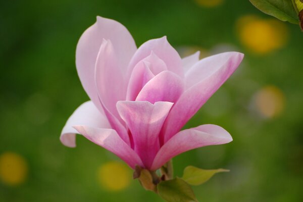 Pink magnolia flower on a blurry background