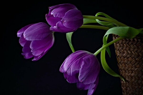 Tulipanes morados sobre fondo negro