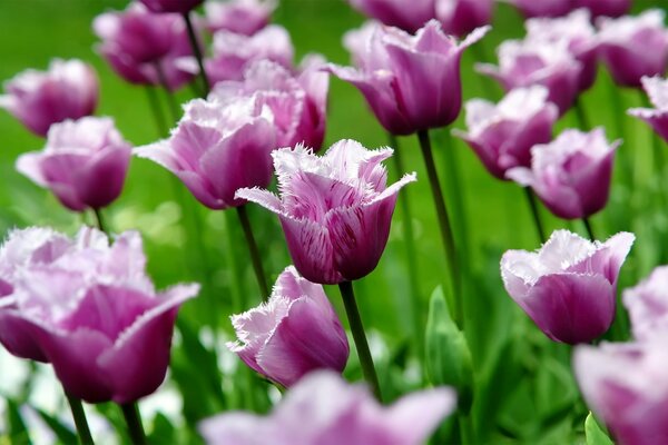 Buds of spring flowers of tulips macro