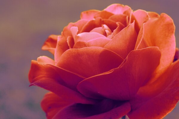 Hermosa rosa delicada de la fotografía macro