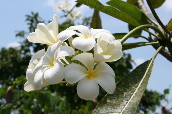 Hermosas Magnolias blancas en Tailandia