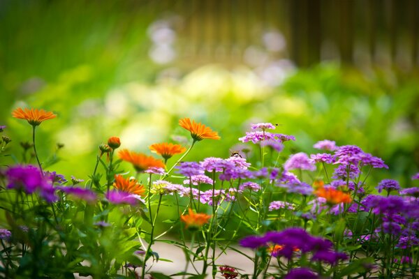 Foto giardino verde fiori