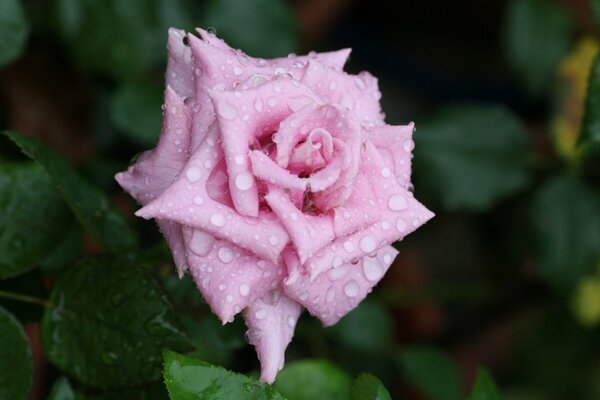 An open rose after the rain. Macro photography