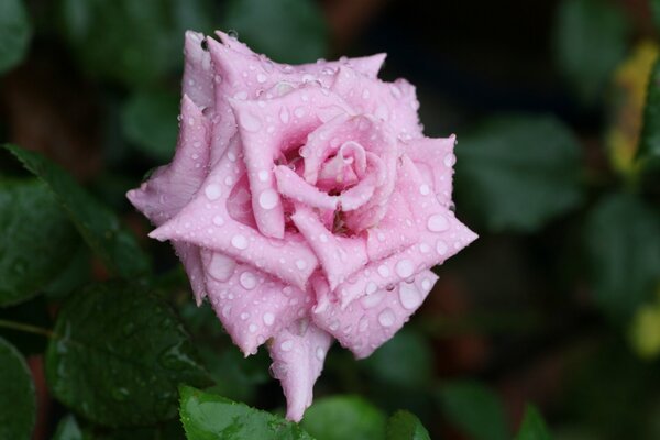 Rose ouverte après la pluie. Macrophotographie