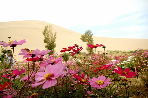 Rosa Blüten im Sommer in freier Wildbahn