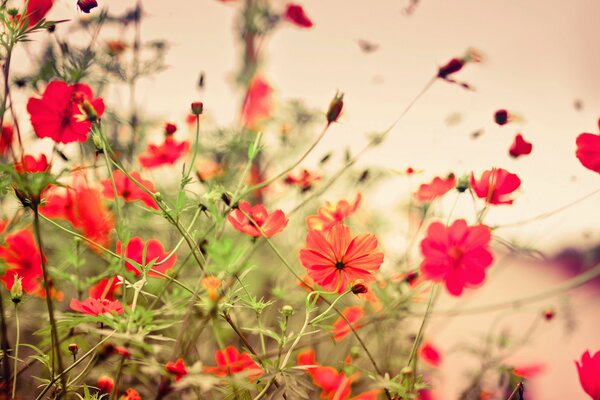 Image de fleurs sauvages rouges dans la clairière