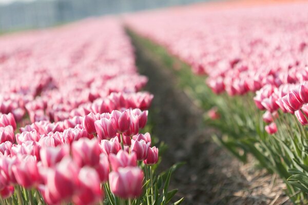 Piantagioni di tulipani. Fiori rosa pallido
