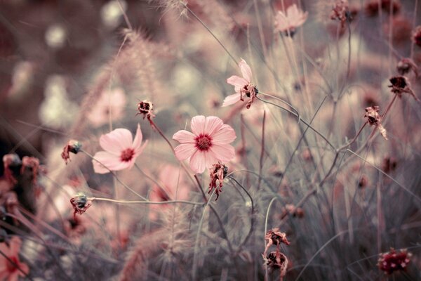 Gloomy photo of beautiful pink flowers