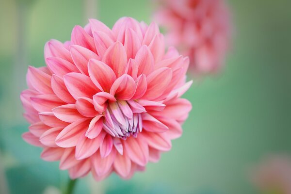 Eine schöne rosa Blume als die Schönheit der Welt