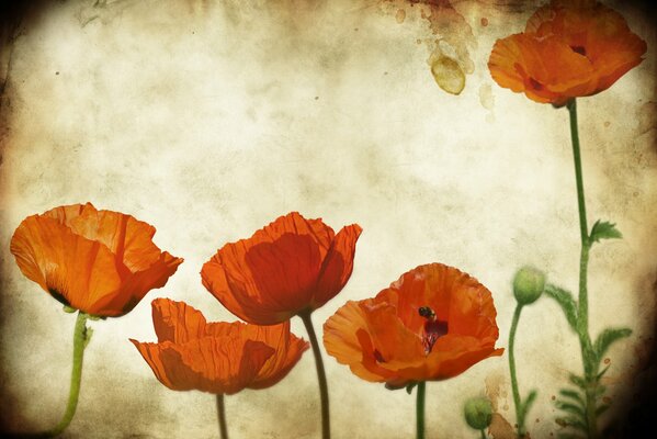 Fantasie zum Thema Mohn und Papier