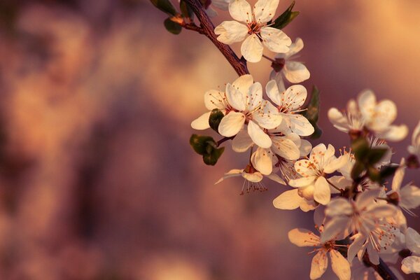 Spring. A beautiful sprig of flowers