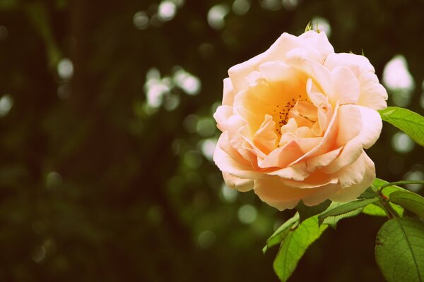 Rosa de melocotón en un tallo verde