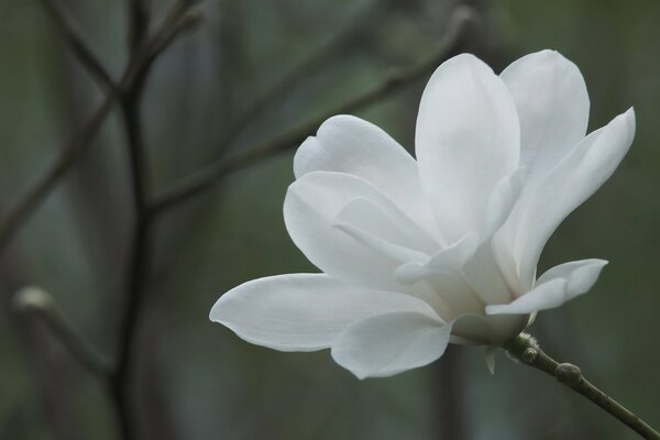 Magnolia tierna sobre un fondo gris