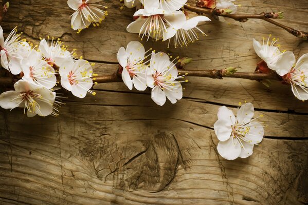 Apfelblüten auf Holzbrett