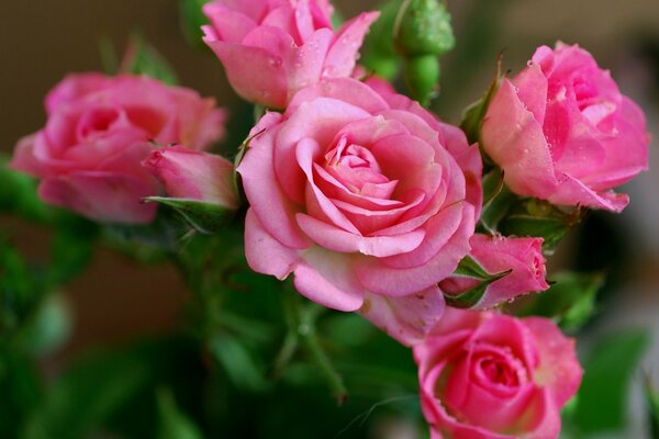 Bouquet di cinque bellissime rose rosa