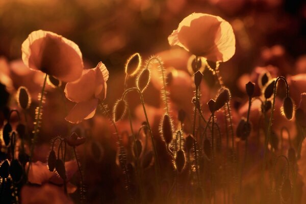 Crimson poppies in the field in the evening