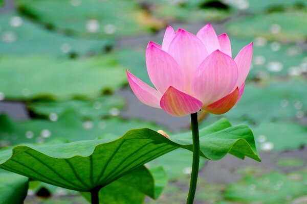 A blooming lotus flower with leaves