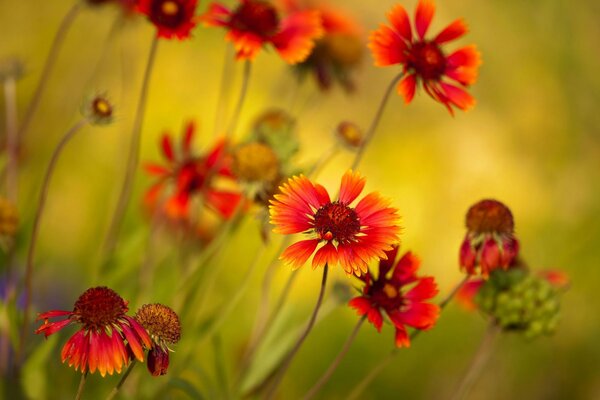 Wunderbare Düfte von Sommerblumen