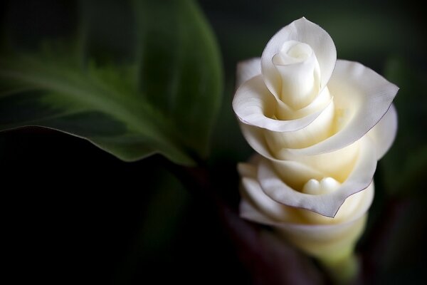 Необычный белый цветок макро съемка