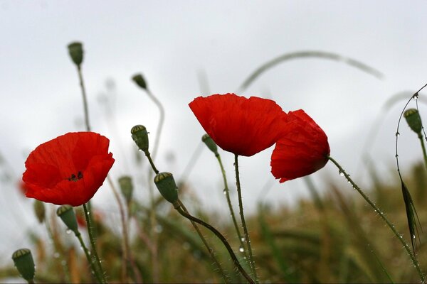 Gouttes de pluie sur les coquelicots rouges