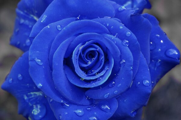 Blaue Rose in Tropfen