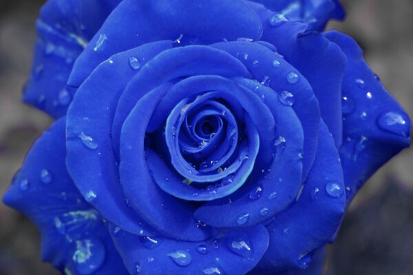 Blue rose in droplets