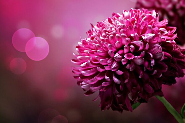 Beautiful chrysanthemum with pink background