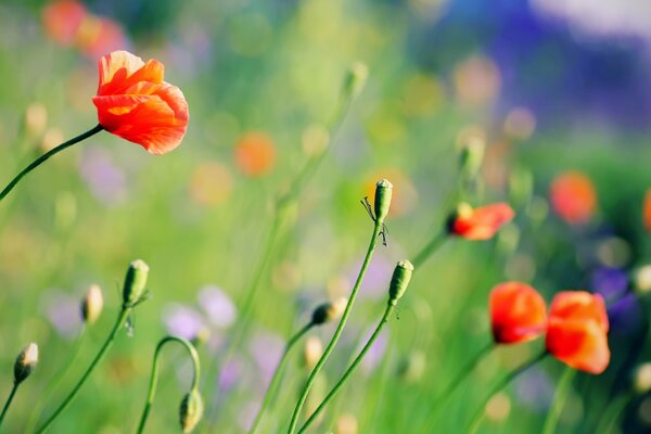 A field of red poppies. Summer