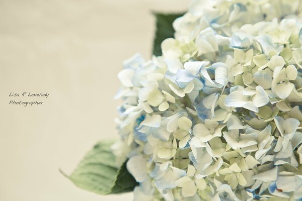 Delicate hydrangea flowers in pastel colors