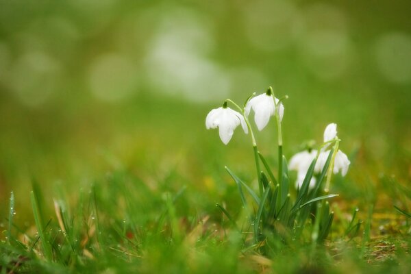 White snowdrops on a blurry background